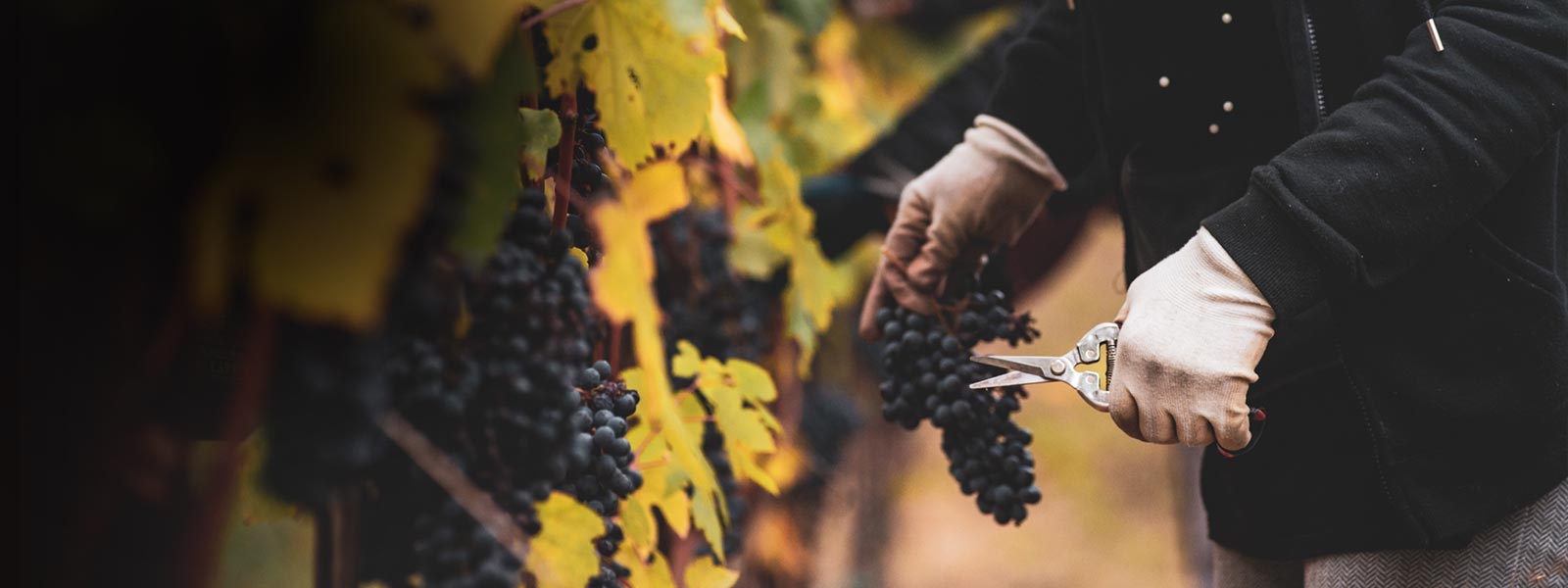 Pietro Ratti Barolo Dinner